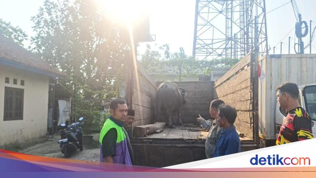 Bak Aksi Laga! Polisi Kejar Pencuri Kerbau di Bogor Berujung Mobil Dilempari