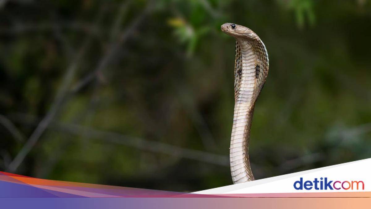 Porno film: Seks onalar Fucked va tomosha qilish uchun suratga oldi