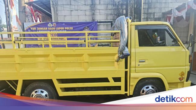 Detik-detik Dramatis Pengejaran Maling Kerbau di Bogor, Truk Berakhir Nyungsep