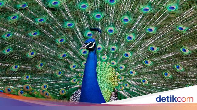Temuan Menakjubkan Ungkap Ekor Merak Pancarkan Laser