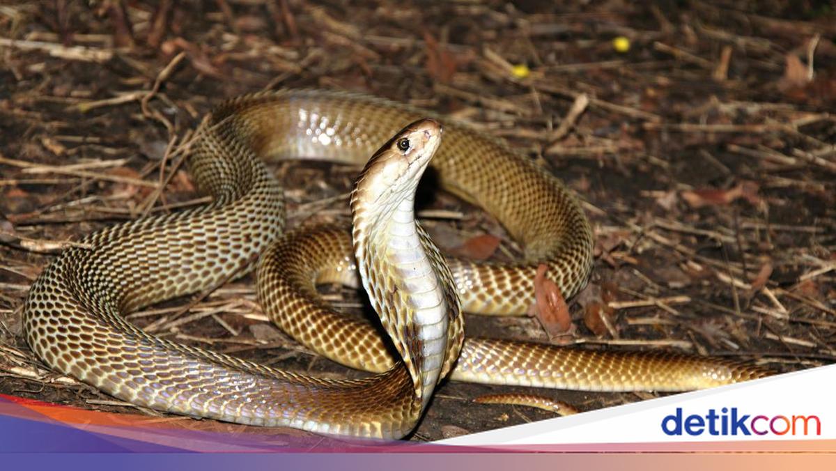 Qizil dumba jinsi Ormonda afrikalik jinsiy aloqa