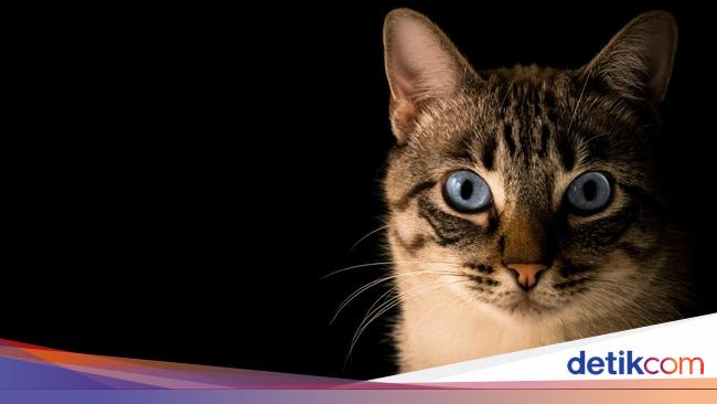 Detik-detik Kucing Timmy Ditembak Senapan Angin di Kepala sampai Mati