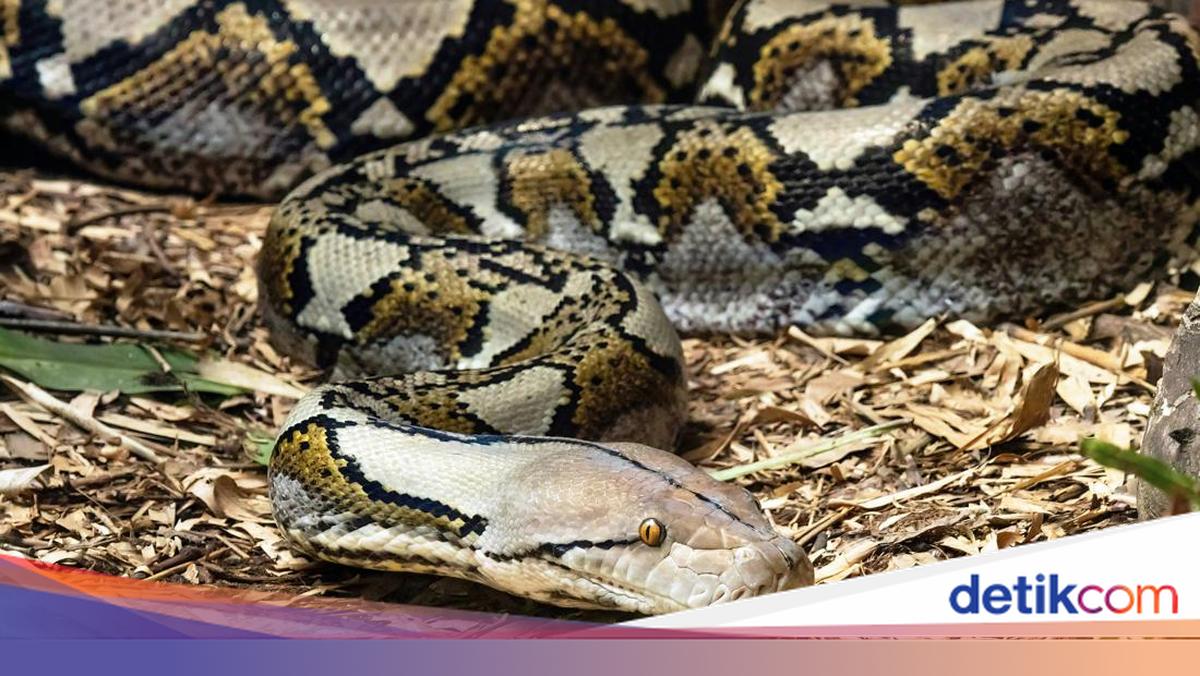 Tagihan Listrik Melonjak Drastis karena Sarang 309 Ular Piton di Apartemen