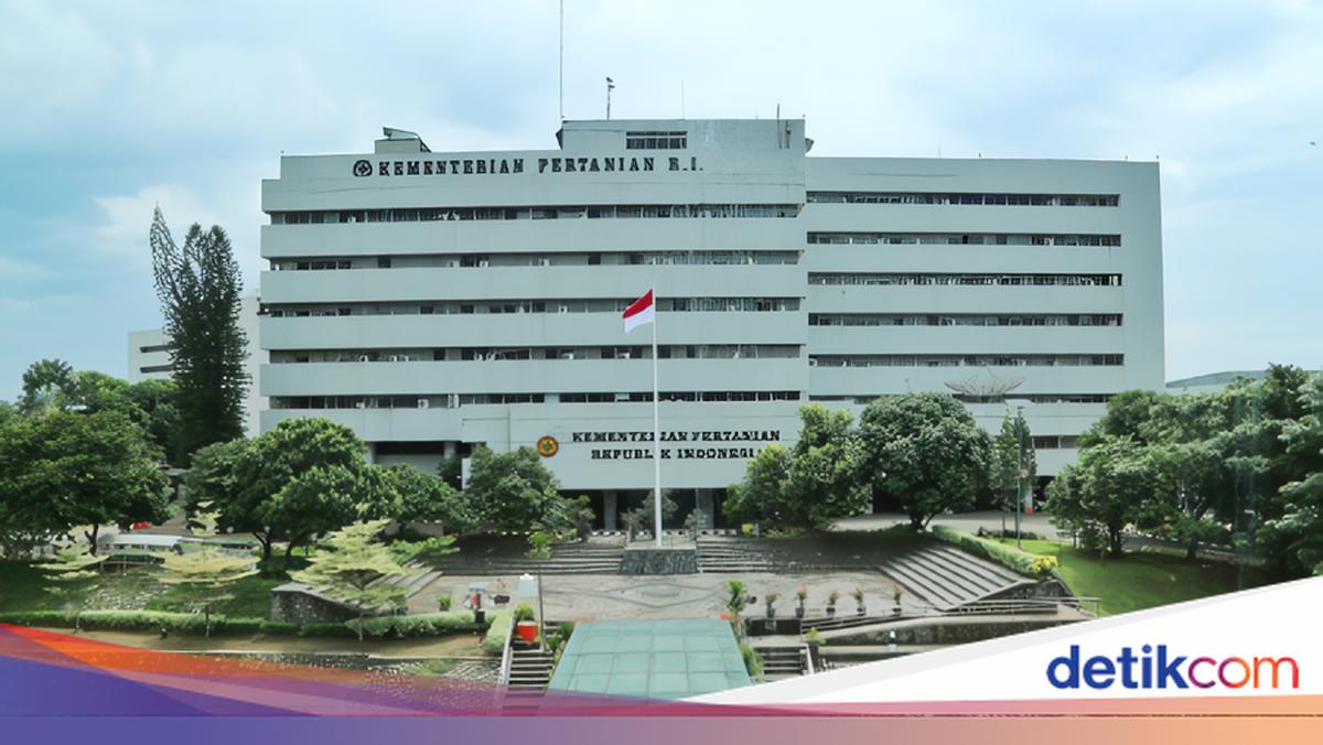 Viral Petani Pakai Paracetamol buat Tanaman Cabai, Kementan Buka Suara
