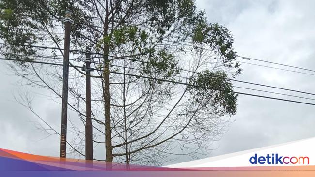 Kebun Teh di Kerinci Itu masih Menjunjung Kearifan Lokal