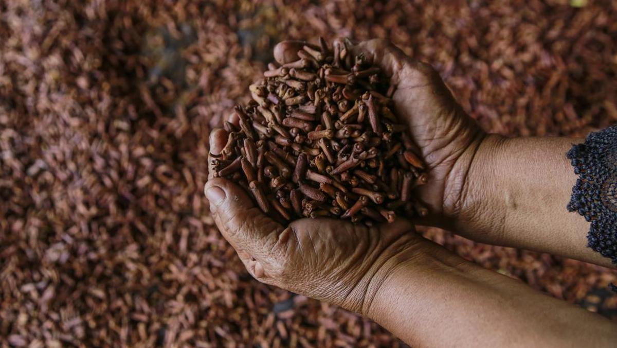 Pernyataan FDA soal Dugaan Cengkeh Asal RI Terkontaminasi Radioaktif Cs-137