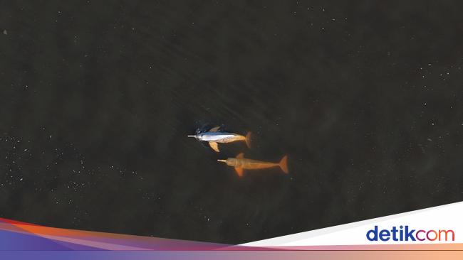 Kenyataan Pahit Lumba-lumba Sungai Gangga yang Hampir Punah