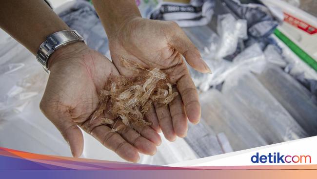 Penyelundupan Benur Rp 12 M Terbongkar, Pelaku Sempat Loncat ke Rumah Tetangga