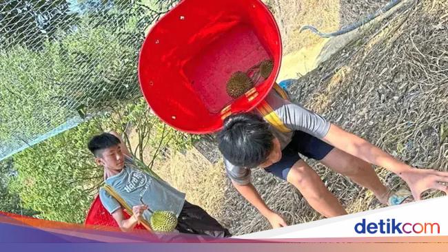 Wisata Petik Durian di Kebun Ini Diserbu Turis China