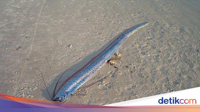 Ikan Kiamat Muncul di India, Ramalan Baba Vanga Disebut-sebut