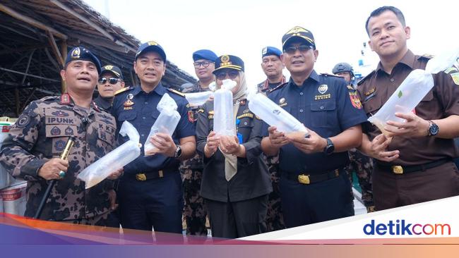 Bea Cukai Batam Gagalkan Upaya Penyelundupan 795.500 Ekor Benih Lobster