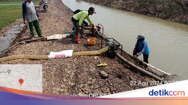 Program Pompanisasi Digeber Demi Selamatkan Produksi Beras Nasional