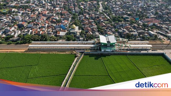 Banyak Alih Fungsi Lahan, RI Butuh 3 Juta Ha Sawah Baru