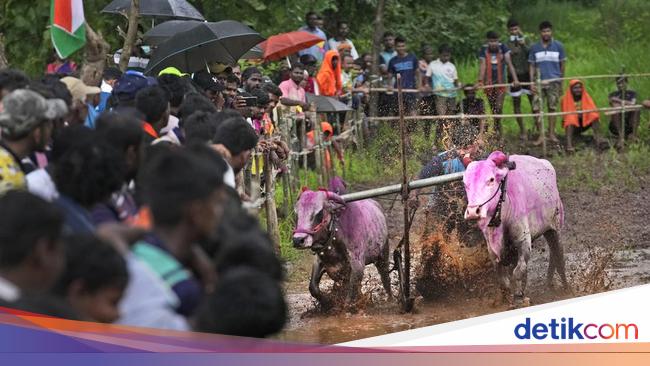 Potret Semarak Balapan Lembu di India