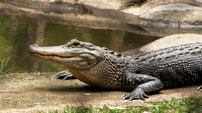 5 Buaya Lepas Usai Pagar Penangkaran di Batam Rusak, Ada yang Ukuran 3 Meter