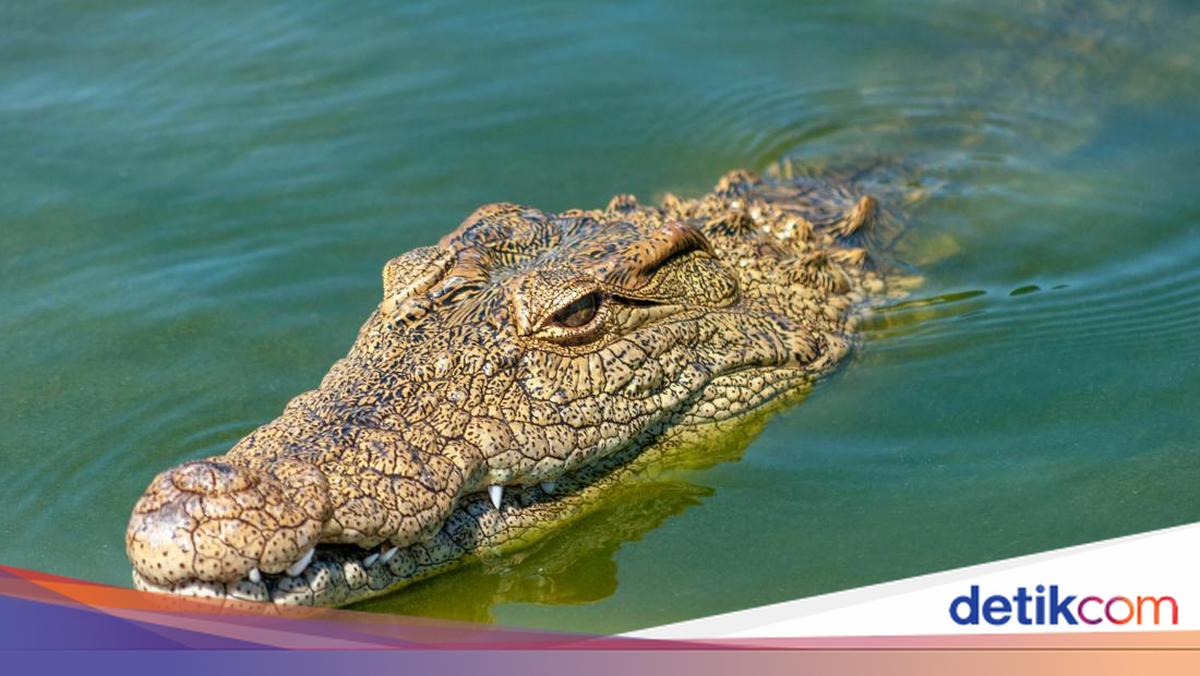 Keberanian Bunda Selamatkan Bocah 6 Tahun di Riau dari Gigitan Buaya