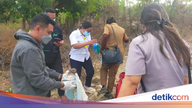 Mayat Bayi Dimakan Anjing di NTT Ternyata Dibuang Eks Kades dan Bendes