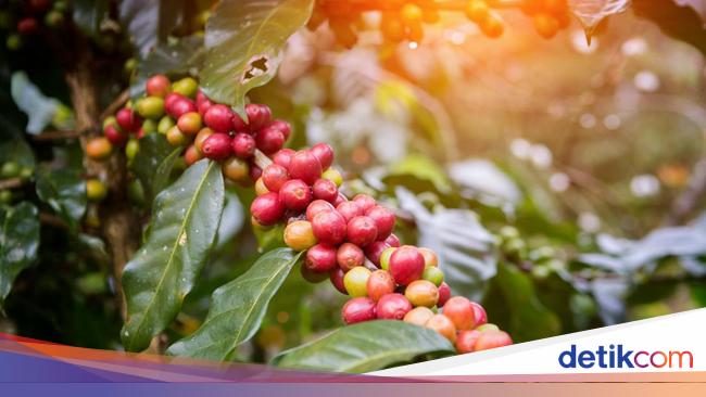 Sejarahnya Panjang, 4 Varietas Kopi di Indonesia Ini Ada Sejak Abad 19