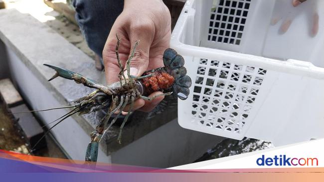 Kebijakan Lobster Dinilai Berpihak Kepada Nelayan