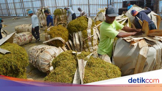 Petani Tembakau & Cengkeh Tolak Aturan Rokok PP 28, Bisa Gerus Pendapatan