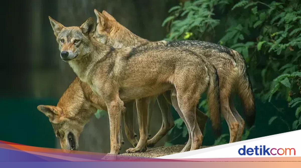 Serigala Kabur Bikin Heboh Pengunjung Kebun Binatang