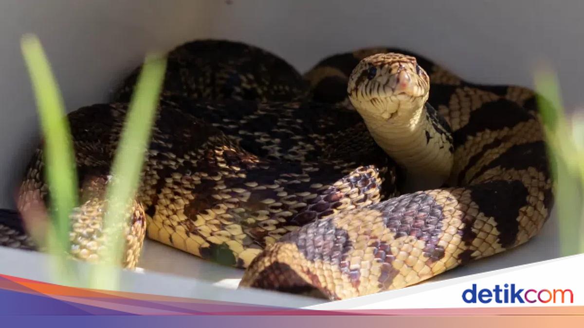 Pertama di Dunia, Ular Lahir dari Sperma yang Dibekukan