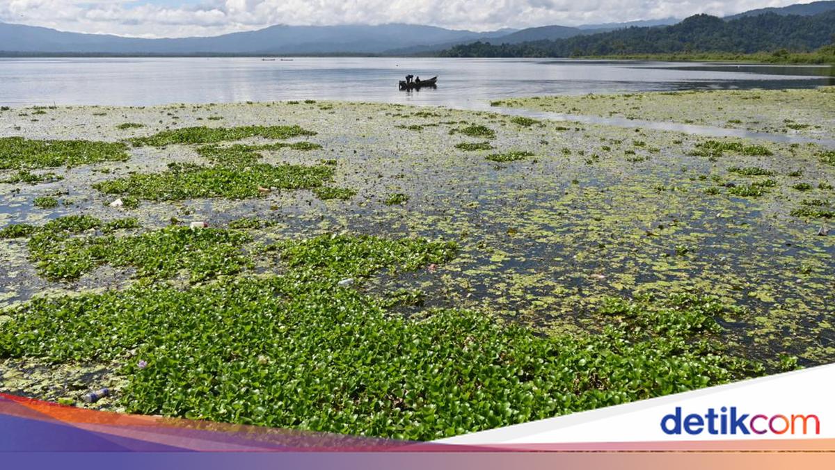 Eceng Rawa Eceng Gondok Diolah Jadi Bioetanol, Alternatif Bahan Bakar