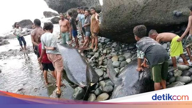 Viral 50 Lumba-lumba Mati Terdampar di NTT, ternyata Ikan Paus