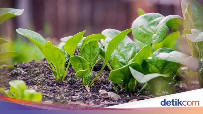 RI Punya Tanaman yang Bisa 'Hasilkan' Emas, Ini Kata Pakar