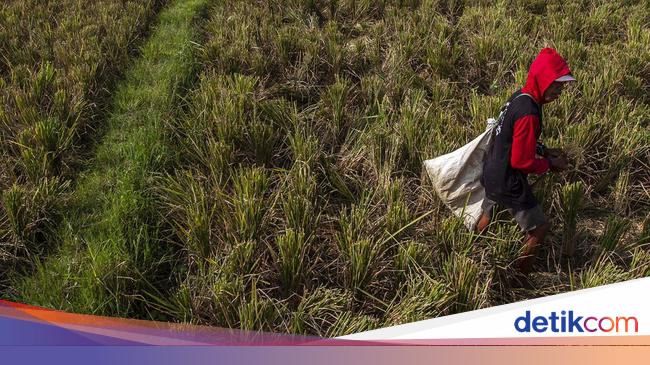 Bapanas Bantah Pendapatan Petani RI di Bawah Rata-rata, Ini Buktinya