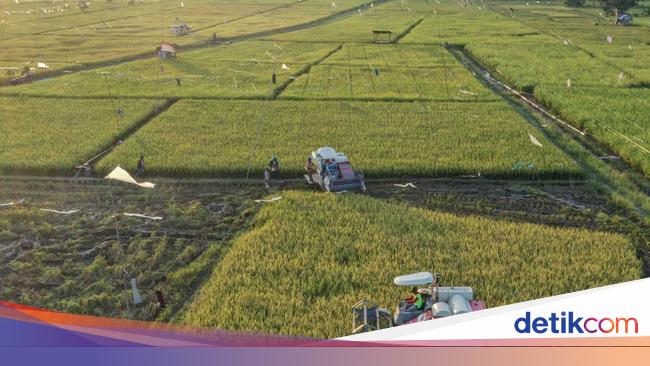 Jurus RI Kejar Swasembada Pangan: Genjot Benih-Perluasan Lahan Pertanian