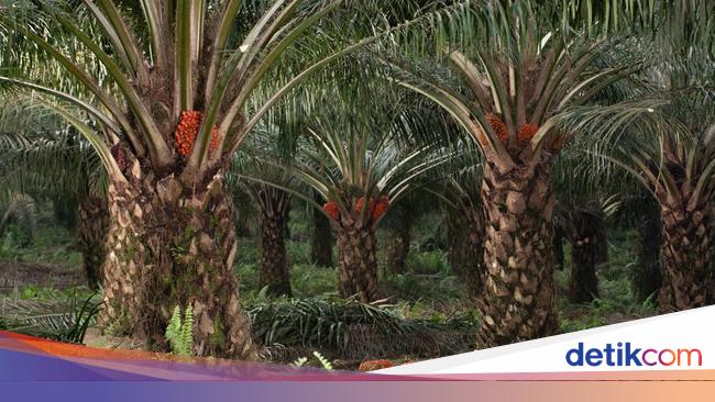 Bernilai Ekspor hingga Rp 450 T, Kemenperin Mau Genjot Hilirisasi Sawit