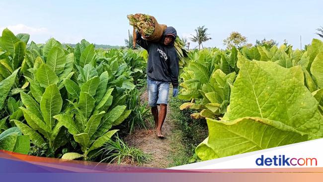 Tolak PP Kesehatan, Petani Tembakau Sebut Gerus Pendapatan