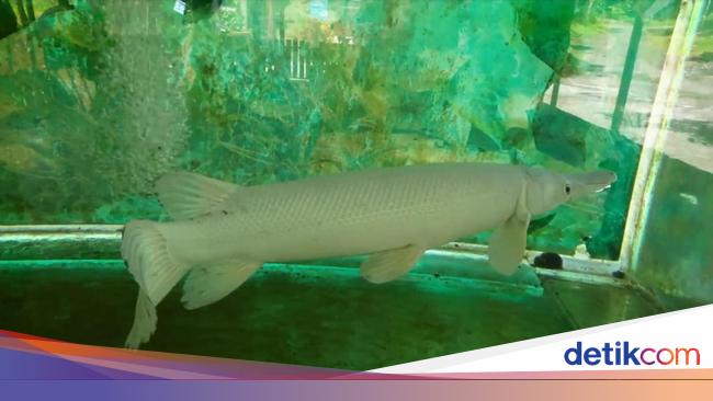 Ingat! Ikan Aligator Gar Dilarang Dijual dan Dipelihara, Ini Alasannya