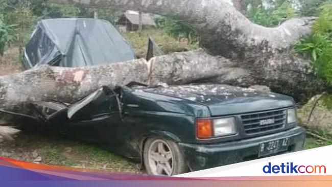 3 Orang Sekeluarga di Langkat Tewas Usai Mobil Ditumpangi Tertimpa Pohon