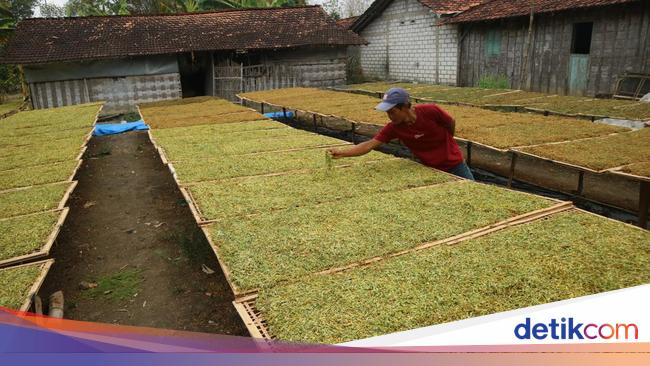 Petani Tembakau Tolak Aturan Rokok, Desak Hal Ini ke Pemerintah