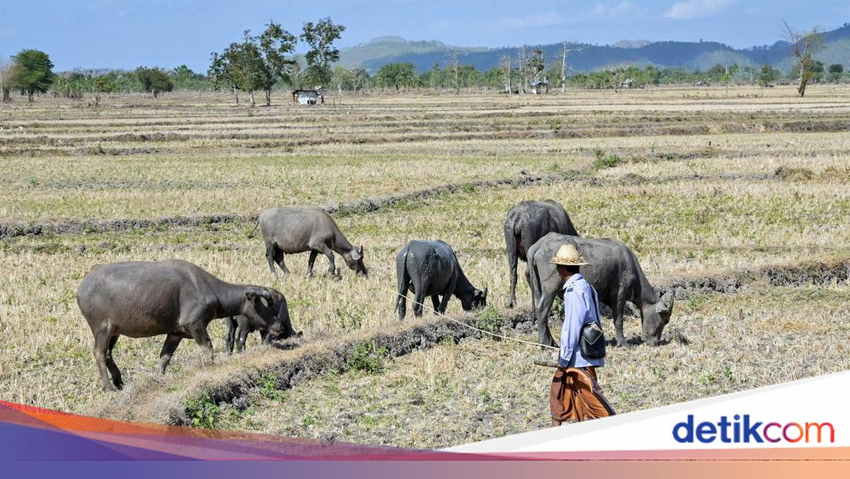 Kala Kerbau Mencari Rumput di Sawah yang Mengering