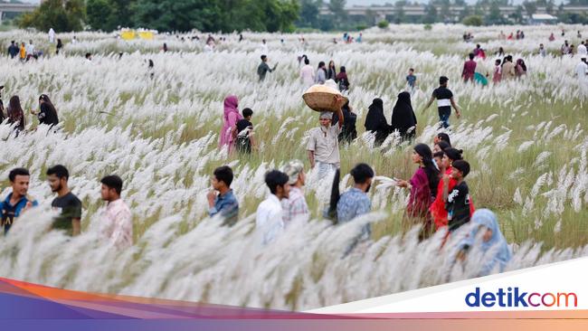 Menikmati Keindahan Ladang Rumput Kans di Bangladesh