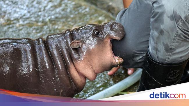 Foto: Adu Gemas Bayi Kuda Nil Moo Deng VS Haggis, Mana Jagoanmu?