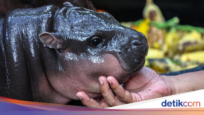 Lucu Banget Bayi Moo Deng Diukir di Semangka