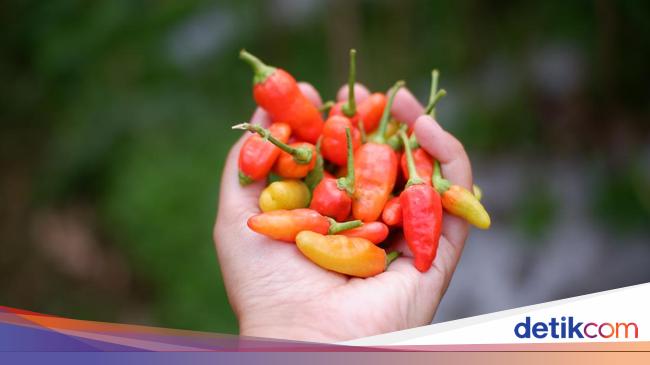 Cara Menanam Cabai Hidroponik untuk Hasil Berkualitas Tinggi Cara Menanam Cabai Hidroponik untuk Hasil Berkualitas Tinggi