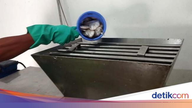 Pabrik Bahan Baku Susu Ikan di Pekalongan Siap Produksi Bulan Depan