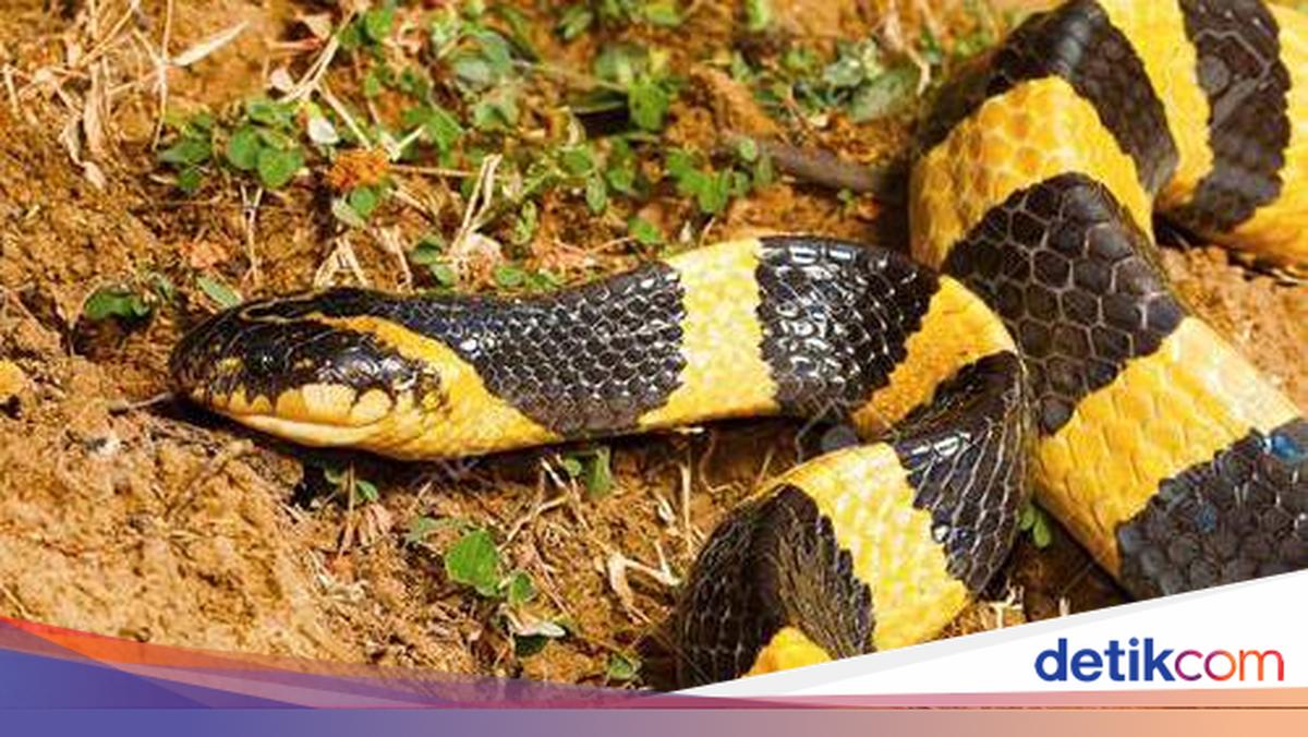 Benarkah Bisa Ular Welang Lebih Ganas dari Kobra Jawa? Ini Jawabannya