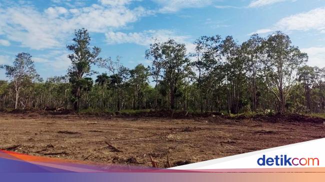 1 Juta Hektare Sawah Bakal Dicetak di Merauke, Ini Alasannya