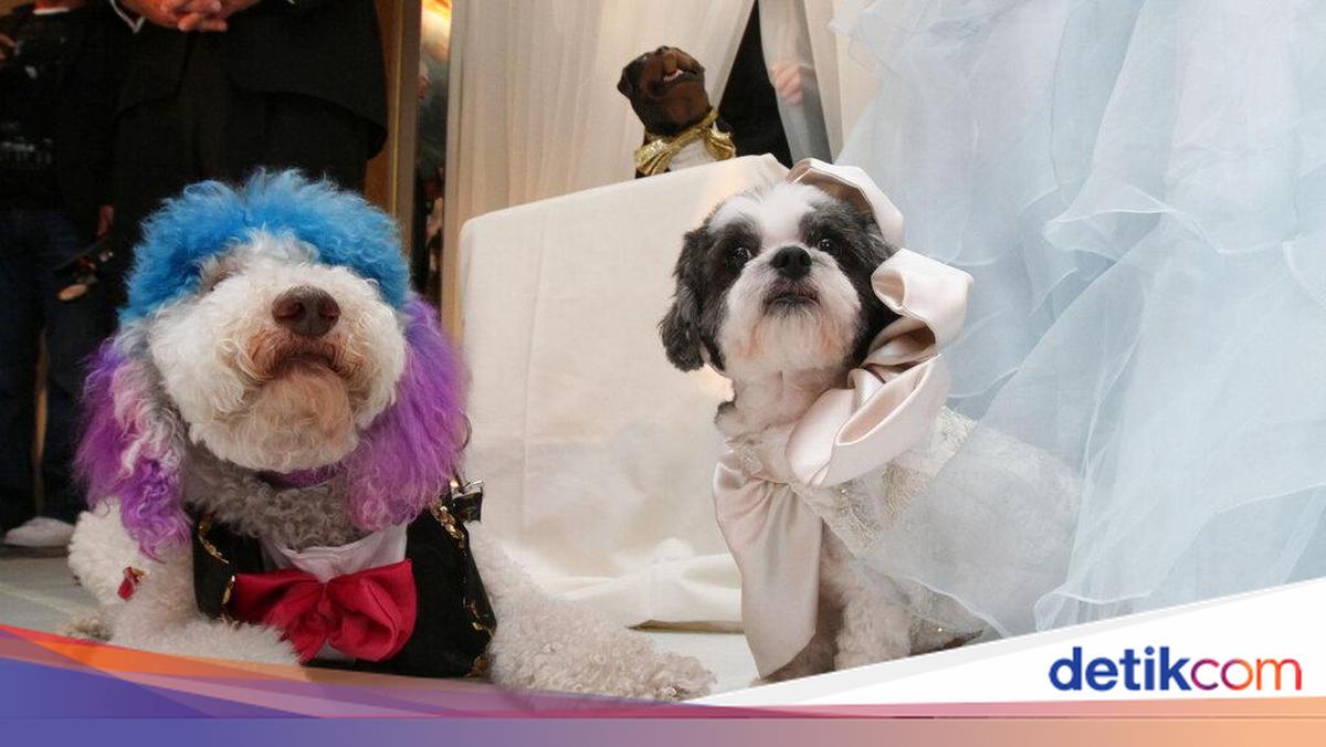 Anjing Jadi Alternatif Punya Bayi di Negara yang Angka Kelahirannya Turun