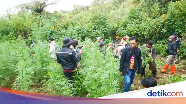 Komisi IV DPR Minta Pengawasan di TNBTS Diperketat Usai Temuan Ladang Ganja