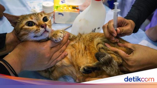'BPJS Hewan' Cuma Istilah, Aslinya Subsidi Potongan Harga di Puskeswan