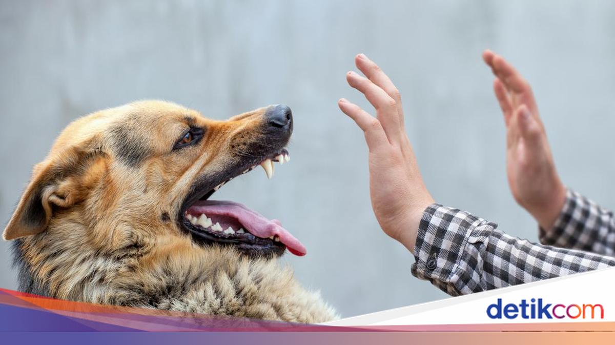 Cara Membersihkan Najis Anjing, Lengkap dengan Tata Caranya