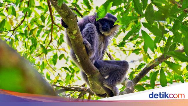 6 Satwa Penghuni Gunung Sanggabuana, Salah Satunya Naga Jawa