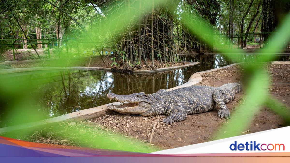 Melihat Buaya dan Pendapat Para Ulama